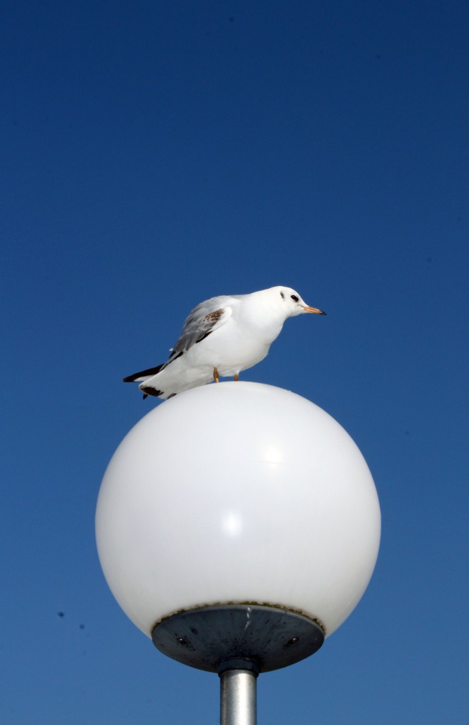 Die Möwe ist an dem etwa fünf Kilometer langen und rund 50 Meter breiten Strand von Binz zuhause. Foto: Silke Liebig-Braunholz